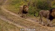 六头雄狮组成“坏孩子”联盟，横扫非洲大草原