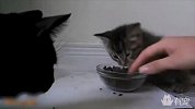 戳中萌点！喵星人护食手段很凶残，铲屎官好怕怕