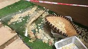 贵阳10岁男孩高抛砸死邻居案一审宣判：父母赔78万 物业也赔