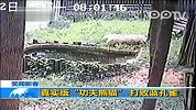 真实版“功夫熊猫”打败孔雀