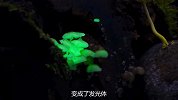会发光的蘑菇，你见过吗？连科学都无法解释的现象！