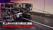 监拍货车超载爆胎侧翻 数万条锦鲤蹦落一地