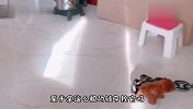 你家狗是犯天条了吗，拿这么粗的链子拴着