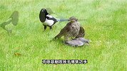鸽子被鹰隼死死抓住，两个喜鹊光看不帮忙，鸽子能否逃脱此劫