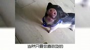 宠物小知识，小香猪真的长不大吗？奇怪的知识又增加了！