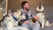 两只阿拉斯加犬合伙欺负哈士奇，不料却被反杀，厉害了二哈！