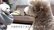 铲屎官从外面带回只狗，贵宾犬不乐意了，接下来忍住别笑