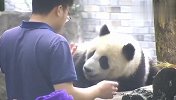 熊猫赖床不起怎么办？奶爸有妙招，场面笑爆了