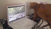 电脑里的松鼠把猫咪吓得跳了起来