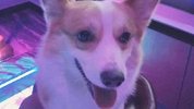 情侣被指“当狗主人面摔死宠物狗” 成都警方回应