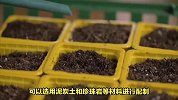 韭兰的养殖方法和注意事项