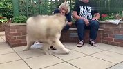 主人故意冷落狗狗，结果一百斤的阿拉生气了，接下来忍住别笑