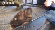 国外男子给猴子表演魔术，猴子的反应令人捧腹大笑，有意思！