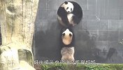 熊猫妈妈是怎么带娃的？崽崽-我大概是捡来的吧