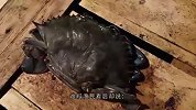 螃蟹外壳“软”得不像话，渔民看后却说-这是捡到宝了？