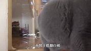 猫咪挑战透明墙，结果搞笑的一幕发生了，千万忍住别笑