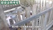 男子将老虎布偶放在猪圈，猪被吓得落荒而逃，猪-这是人干得事吗
