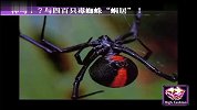 奇闻八卦-与四百只毒蜘蛛蜗居