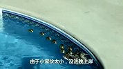 小鸭子太小没法跳上岸，鸭子妈妈通过演示给它鼓励，结果尴尬了