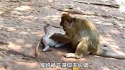 给猴子断奶有多难？猴妈直接被气的失去理智，对小猴子大打出手