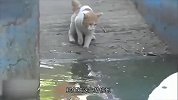 猫咪在水池边捉鱼，忽然冒出来一条鳄鱼-是鱼不？是鱼都归我管