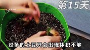 看完后才知道在阳台种土豆这么简单，简单实用，初学者也能学会！