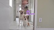 狗狗挑战隐形墙！没想到这么好玩，差点笑喷了哈哈