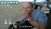 猎豹追逐小瞪羚，最后因为太累，决定放弃追捕