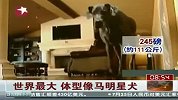 世界上最大“明星犬” 体型像马