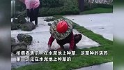 新楼盘疑因绿化不够，开发商组织工人在水泥地种草坪，业主：很气愤