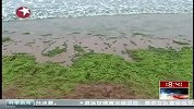 青岛：浒苔聚集 专家称完全可控