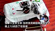 女子把3万金镯放桌上，猫咪玩进垃圾桶被倒掉：已经拉到焚烧厂了