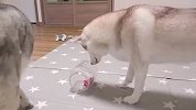 主人把食物放桶里，哈士奇能成功吃到吗？场面笑爆了