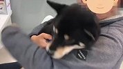 柴犬被骗去医院打针，还没开打就鬼哭狼嚎，场面笑爆了