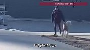 巨型贵宾犬在家门口被陌生男子强行拽走，主人：价值万元，已报警