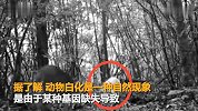 罕见！神农架拍到白化小麂影像 国内第三次拍到白化动物