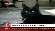 英国科学家发现猫咪也有“左撇子”