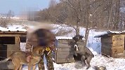 男子备年货进山打到几头野猪 没想到回家后悲剧了