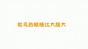 动物冷知识 鸵鸟的眼睛比脑大