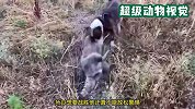 动物间的生死决战！野犬草丛捕抓浣熊，小浣熊拼死抵抗