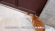 猫咪想出门被主人“一指弹”，气急败坏发泄不满，猫：不干人事