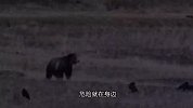 灰熊路遇狼群，居然撒腿就跑，熊脸都丢尽了