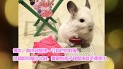 【宠物星球】享受公主般的生活！来自新加坡的“软妹子”龙猫Bubu