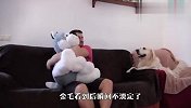铲屎官带回一只“哈士奇”，家里的金毛看到后，反应笑翻了