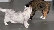 猫咪打架名场面，因为什么而打架？