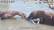 巨蜥在水里发现大鱼，不料又来了两条巨蜥，异常争夺战在所难免