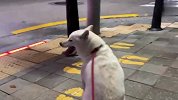 铲屎官假装成路人和柴犬偶遇，狗子能认出来吗？结局笑爆了