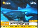 山东DV记录鲨鱼产崽过程