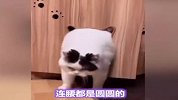 你见过吃饭这么费嘴的猫吗？