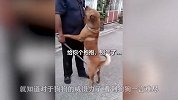 狗狗溜出去玩，被萌娃霸气逮回满脸不服气